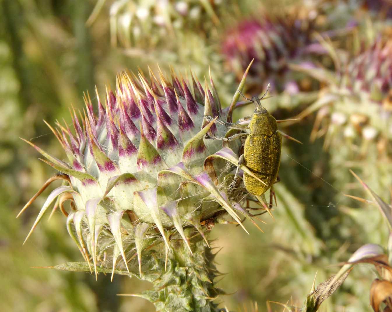 Grosso Curculionidae del cardo